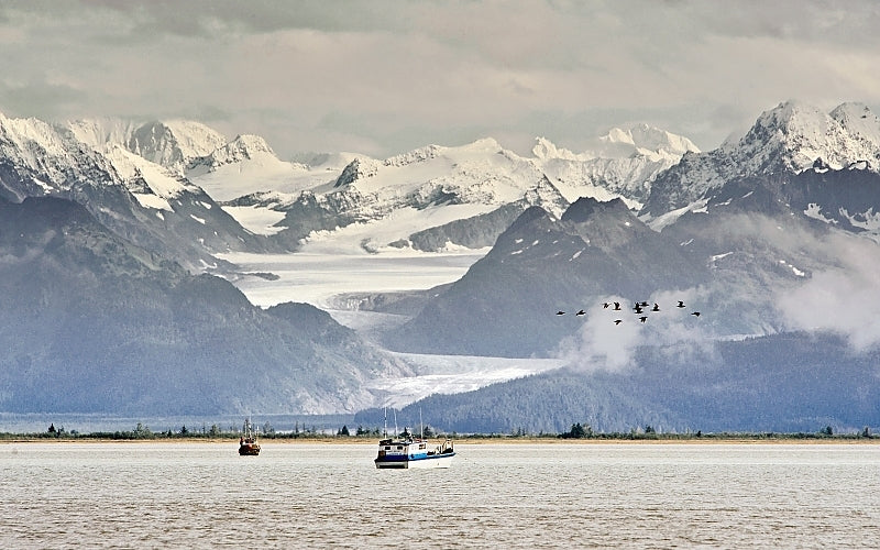 Wild Alaska Copper River Coho Salmon