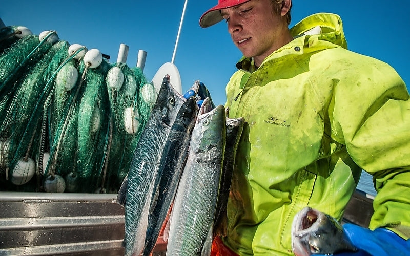 Wild Alaska Copper River Sockeye Salmon