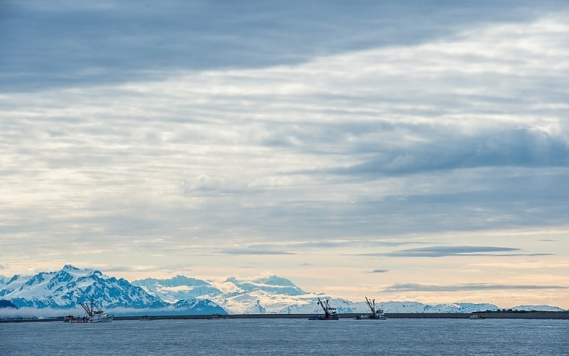 Wild Alaska Halibut Fillet