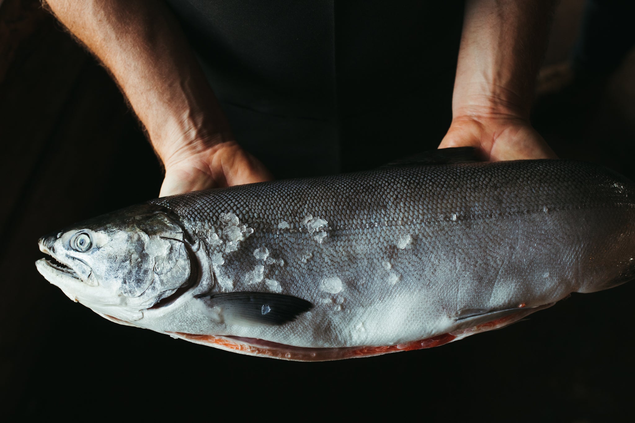 Wild Alaska Copper River Coho Salmon