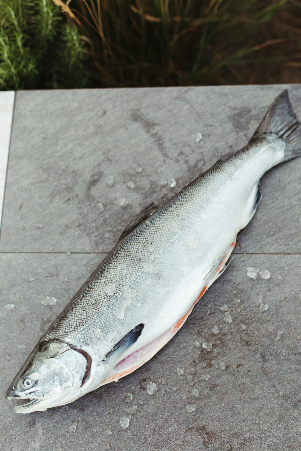 Wild Alaska Copper River Coho Salmon