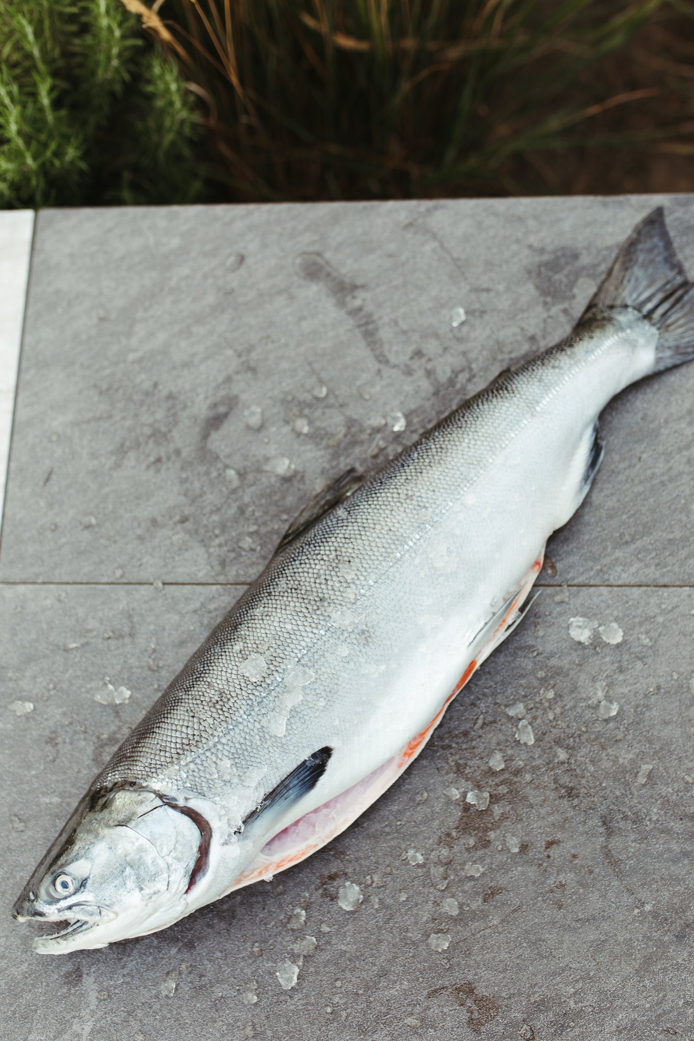 Wild Alaska Copper River Coho Salmon
